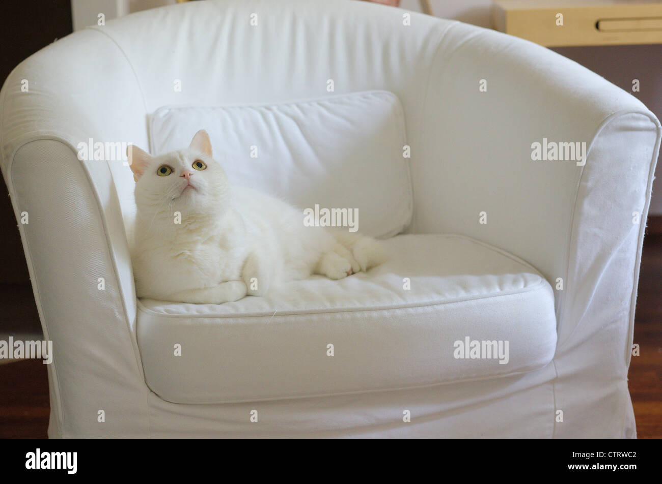 Gatto Bianco seduto sulla poltrona bianca Foto Stock