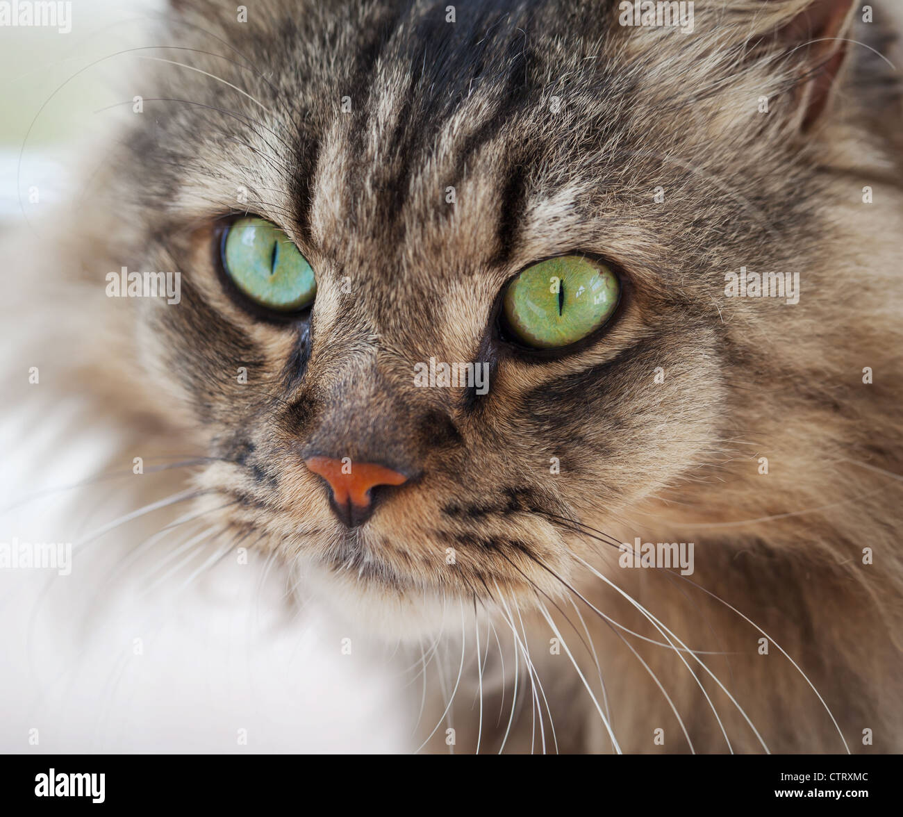 Ritratto di un normale gatto di casa closeup Foto Stock