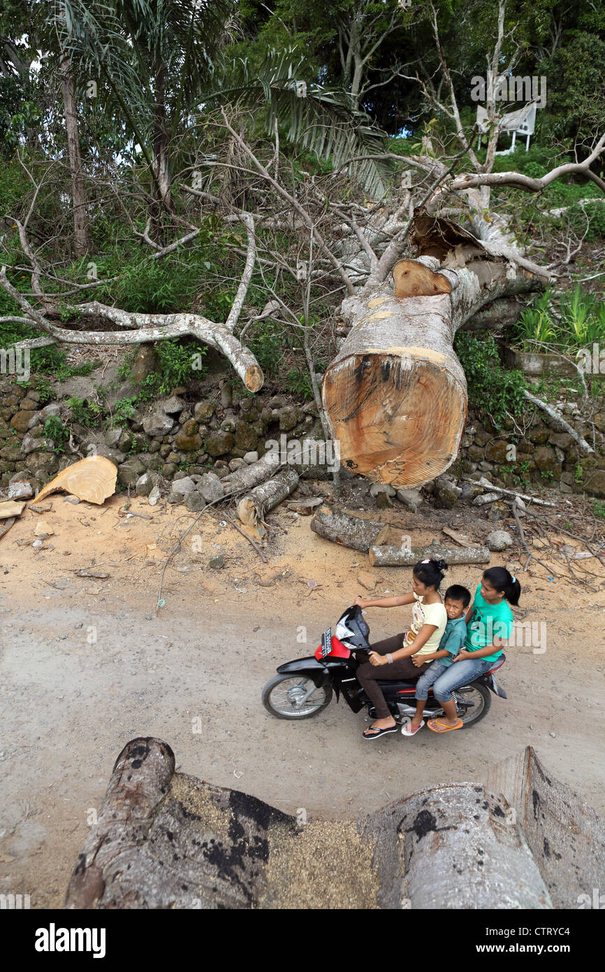 Tre persone su una moto passano attraverso un enorme albero caduto che era stata precedentemente bloccando la strada. Foto Stock