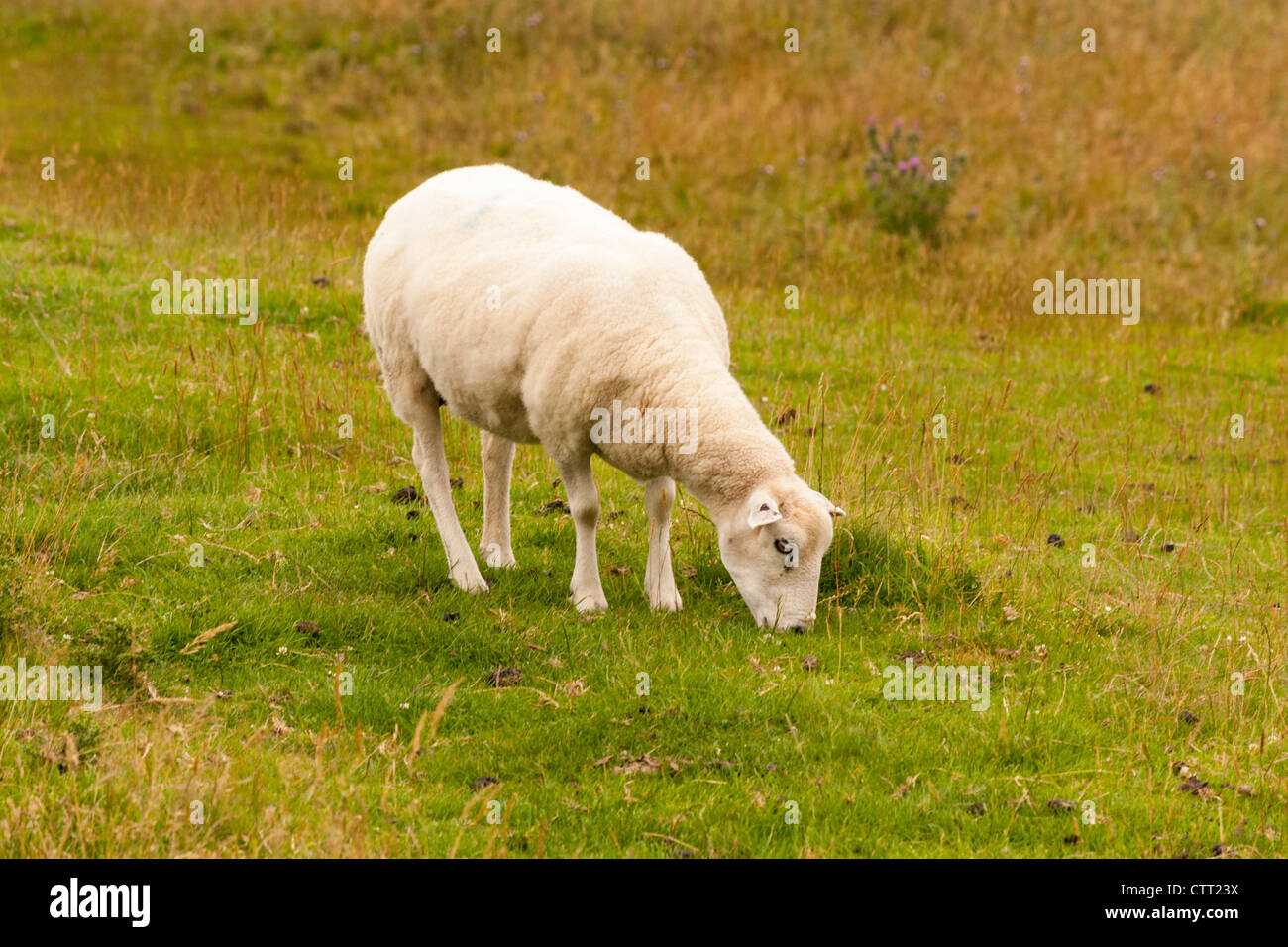 Un pascolo di ovini campagna inglese. Foto Stock