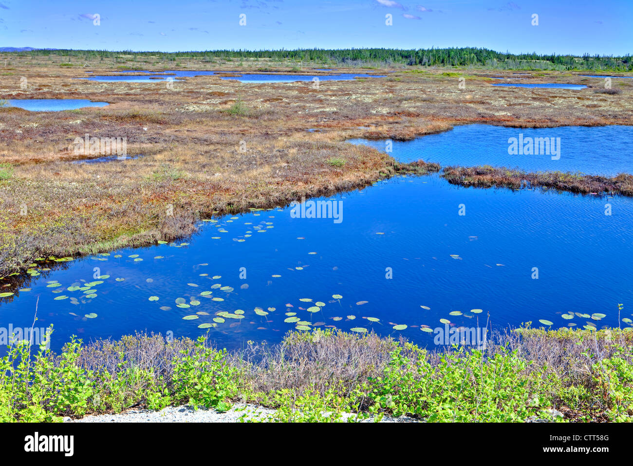 Muskeg vicino Havre-St-Pierre Duplessis, Northshore St Lawrence, Cote Nord, Quebec, Canada Foto Stock