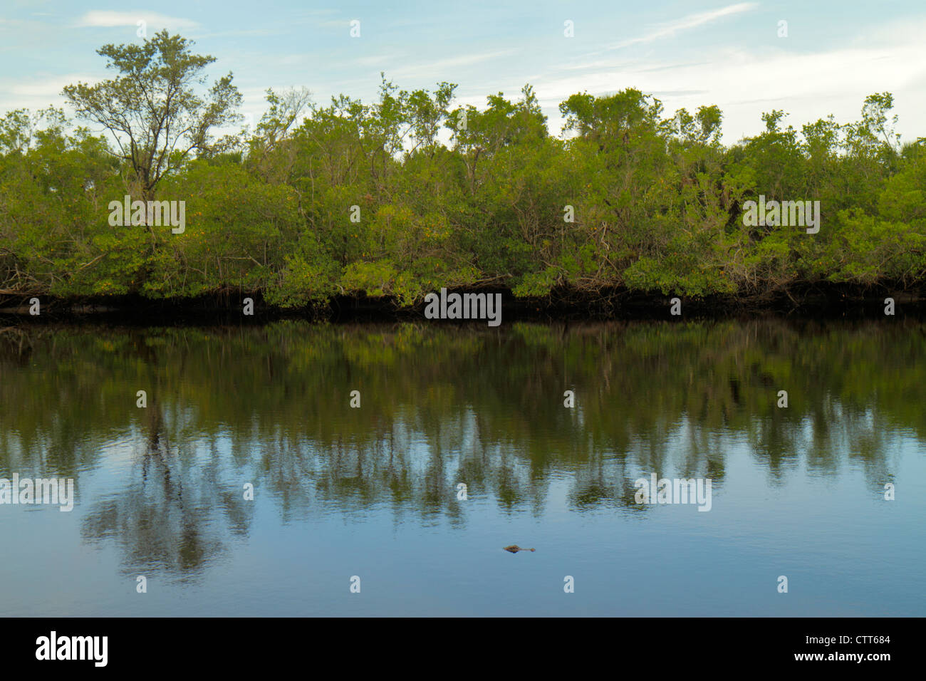 Naples Florida, Tamiami Trail, Collier Seminole state Park, Everglades Trail Nature Site, Blackwater River Water, mangrovie, alligatore, i visitatori viaggiano trave Foto Stock