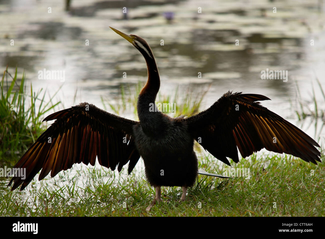 Darter o cormorano Foto Stock