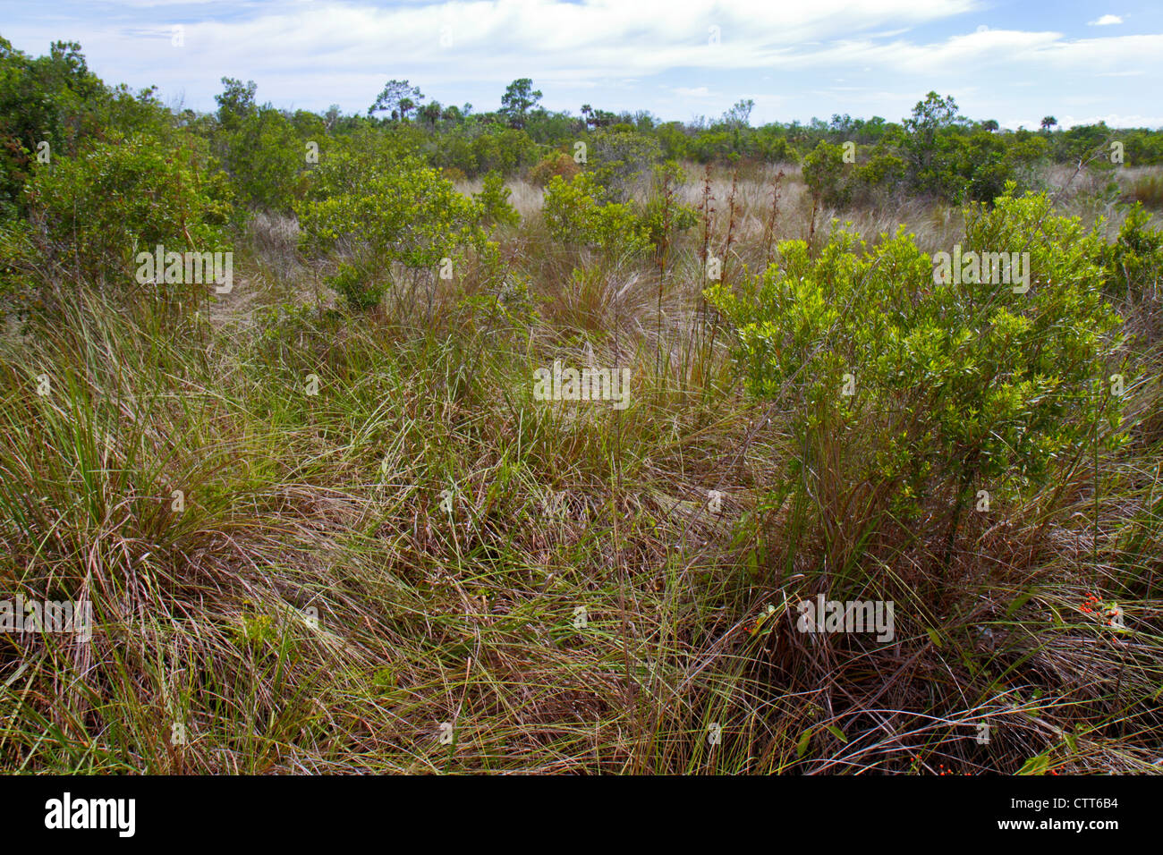 Napoli Florida, Everglades, Tecimila Islands National Wildlife Refuge, Marsh Trail, natura, acqua salata di alta marea, inondazioni di acqua dolce, i visitatori viaggiano tra Foto Stock