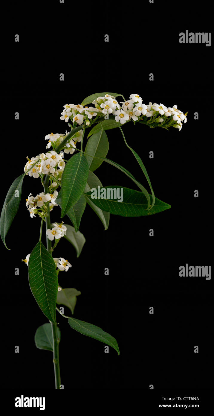 Euphorbia fulgens 'Re bianco', Euphorbia, euforbia, bianco, nero. Foto Stock