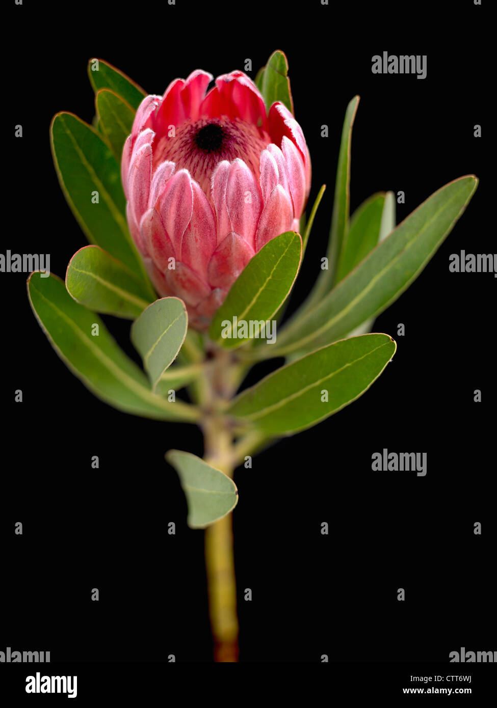 Protea neriifolia x susannae, Rosa ghiaccio, rosa, nero. Foto Stock