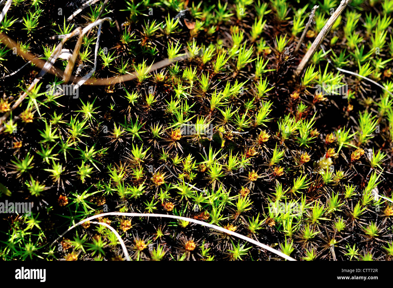 Verde muschio cresce su tundra artica. Parco Nazionale e Riserva di Denali, Alaska, Stati Uniti d'America. Foto Stock