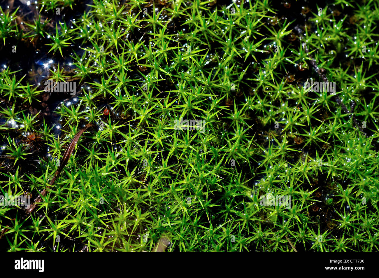 Verde muschio cresce su tundra artica. Parco Nazionale e Riserva di Denali, Alaska, STATI UNITI D'AMERICA Foto Stock