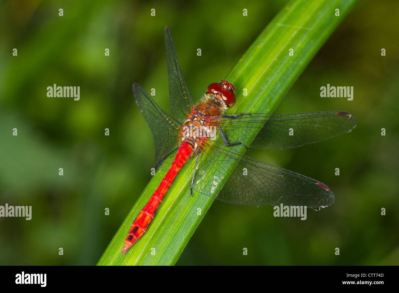 Ruddy maschio Darter (Sympetrum sanguineum) arroccato su un reed Foto Stock
