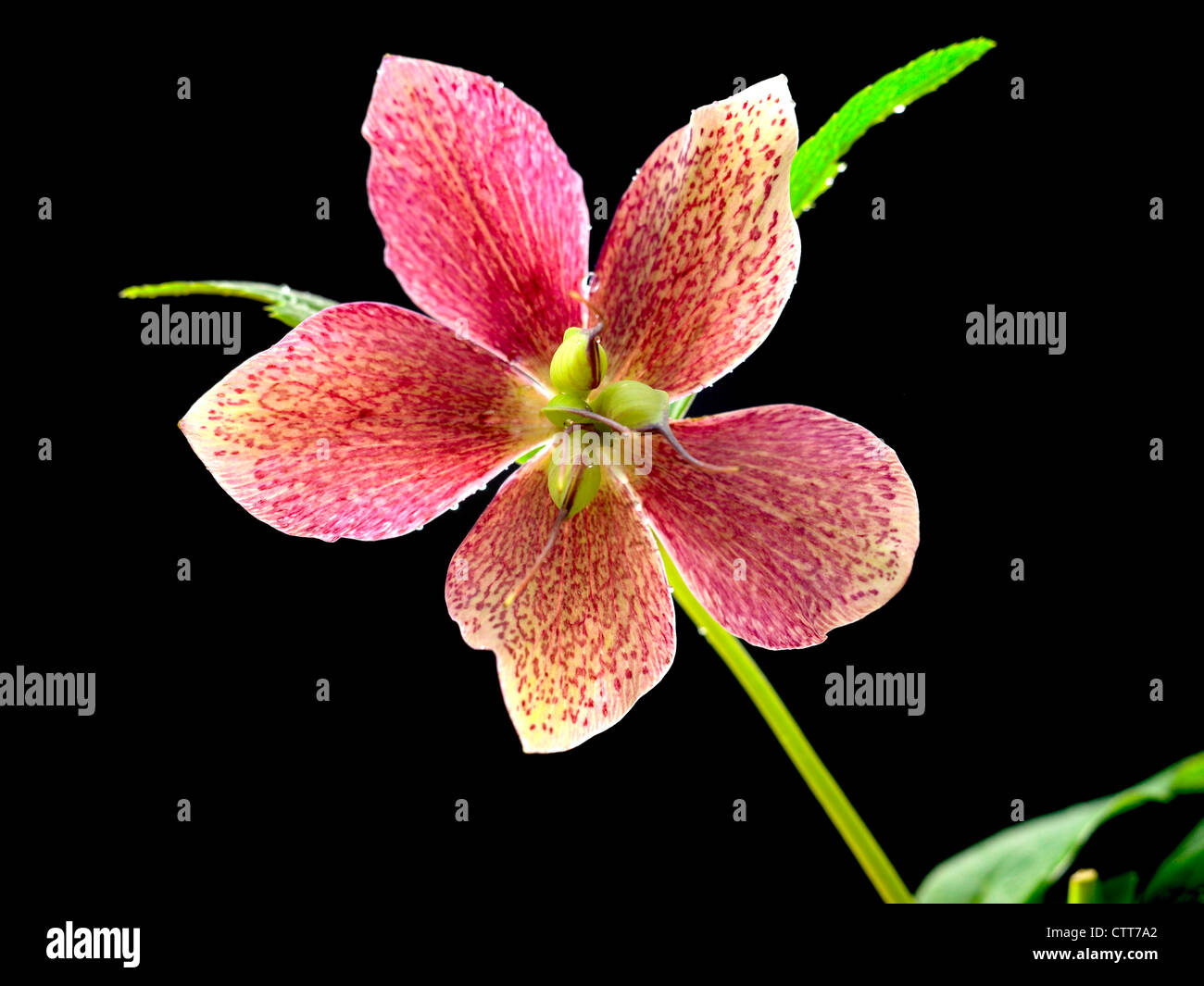 Helleborus hybridus, l'elleboro, rosa, nero. Foto Stock