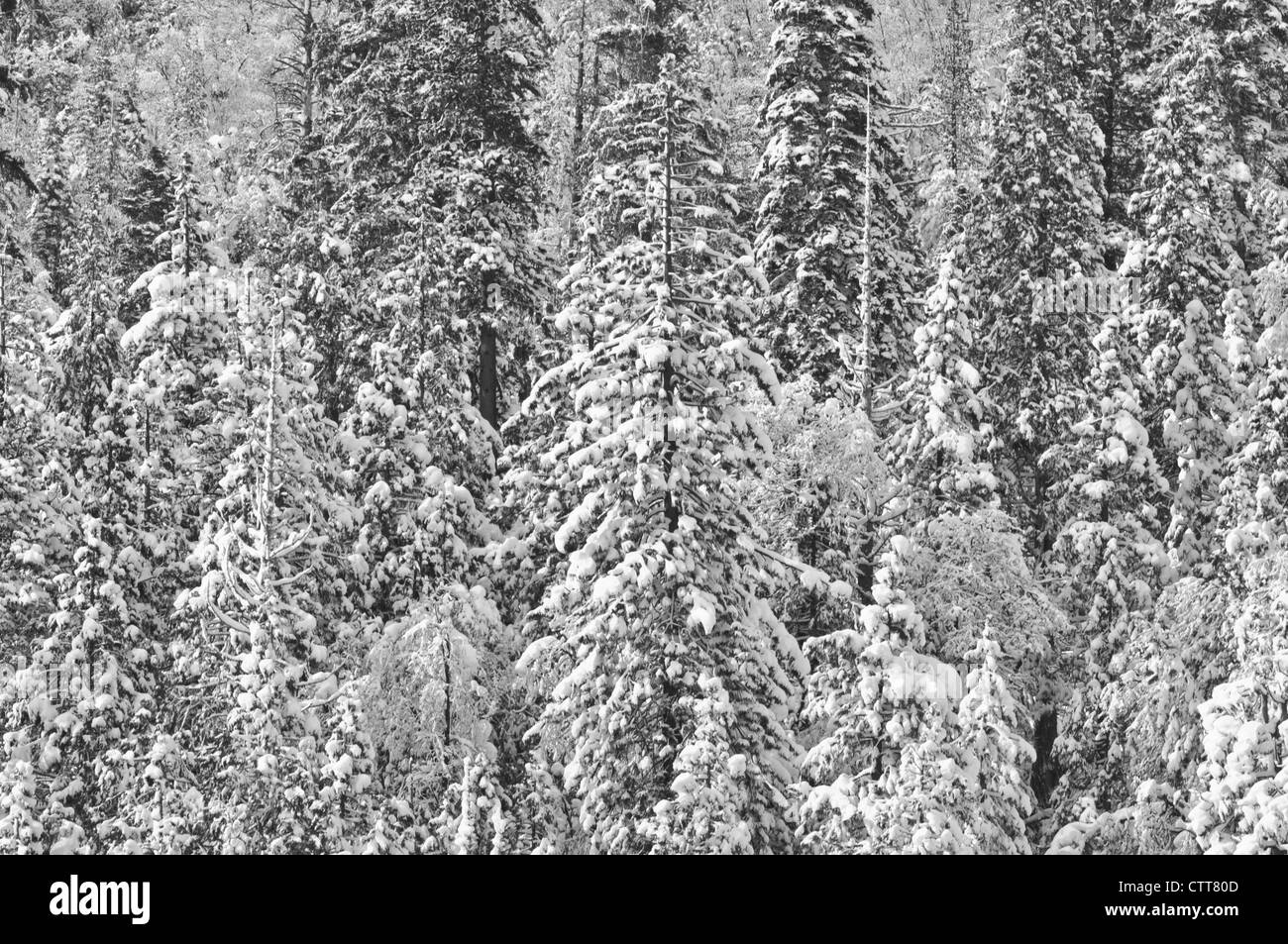 Coperta di neve alberi Foto Stock