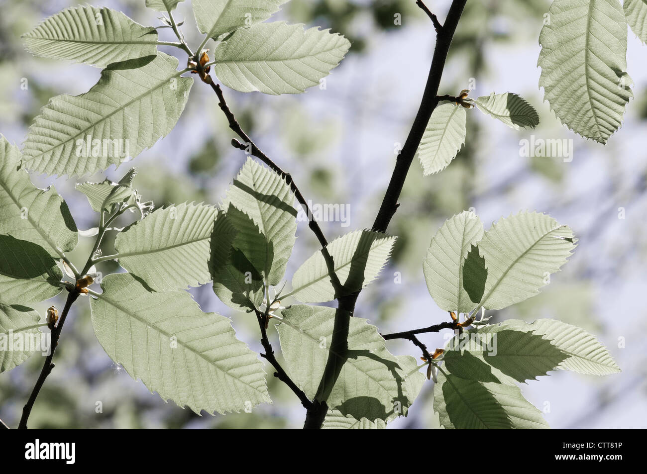 Castanea sativa, Castagno, Sweet Chestnut, verde. Foto Stock