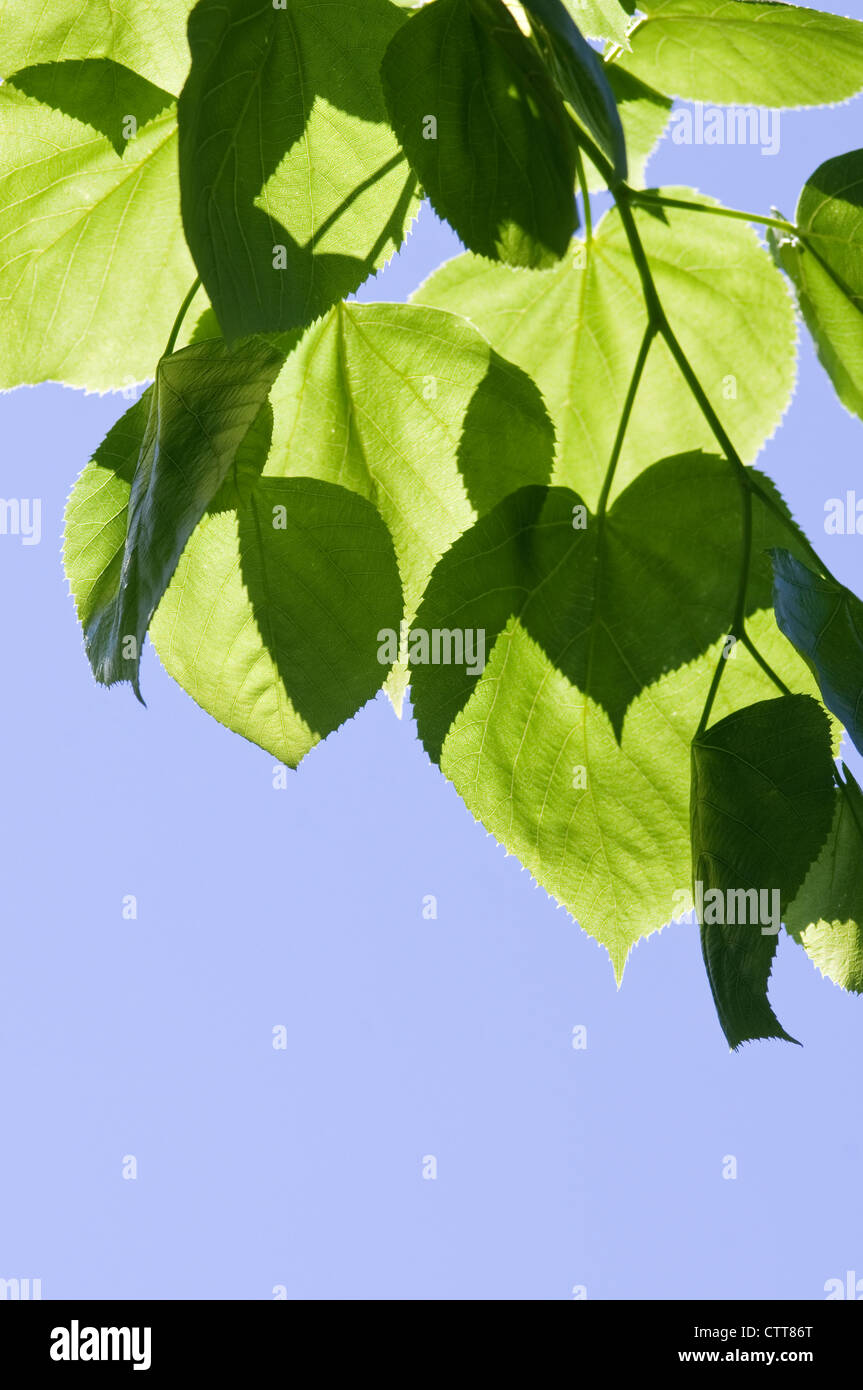 Tilia cultivar, Tiglio, Tiglio, Verde, Blu. Foto Stock