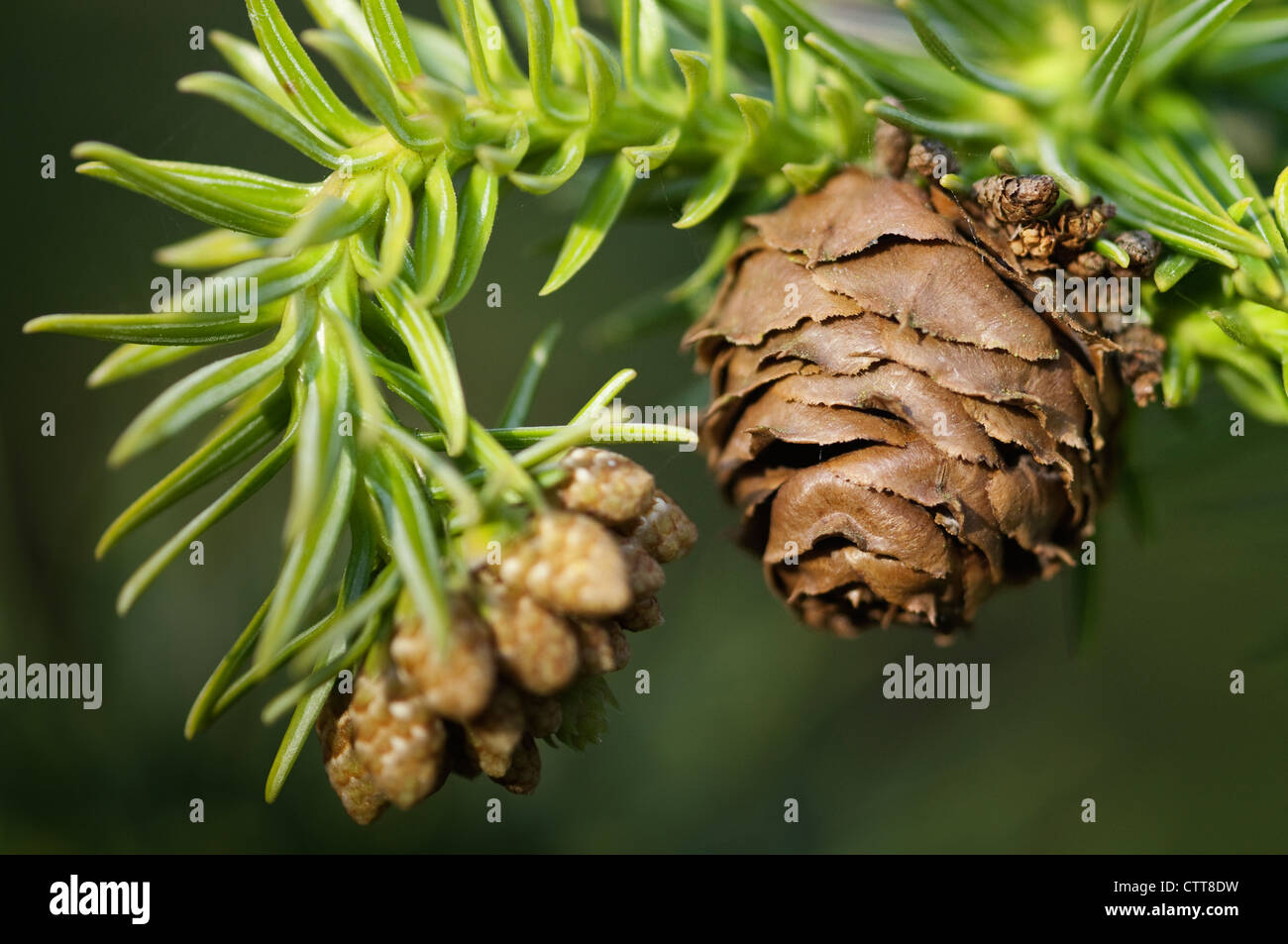 Cunninghamia lanceolata, Cina Fir, verde. Foto Stock