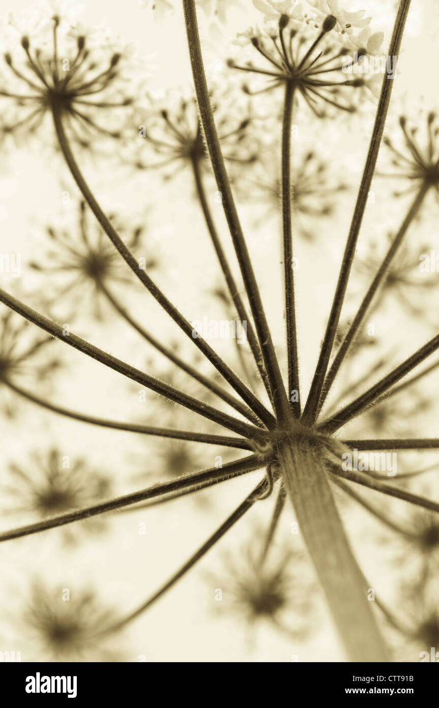 Heracleum sphondylium, Hogweed, in bianco e nero. Foto Stock