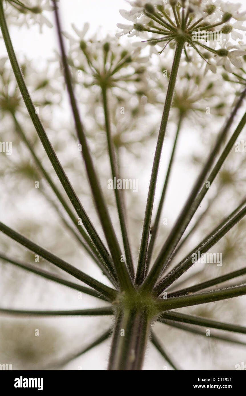 Heracleum sphondylium, Hogweed, bianco. Foto Stock