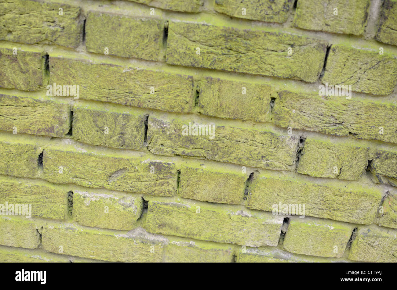Luce verde lichene coperto un muro di mattoni Foto Stock