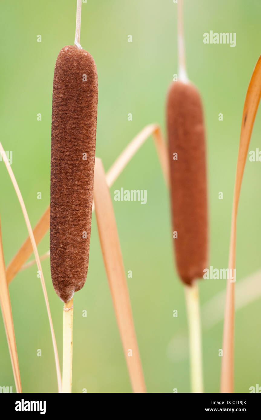 Typha latifolia, giunco, Marrone. Foto Stock