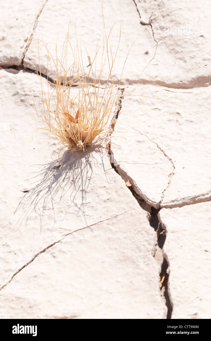 Arbusto del deserto, Marrone, Bianco. Foto Stock
