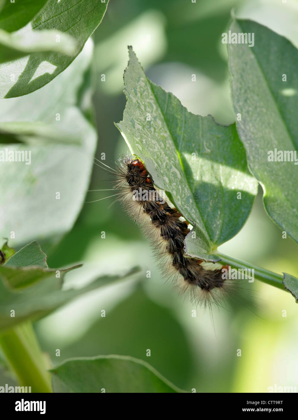 Caterpillar di mangiare una larga foglia di fagiolo Foto Stock