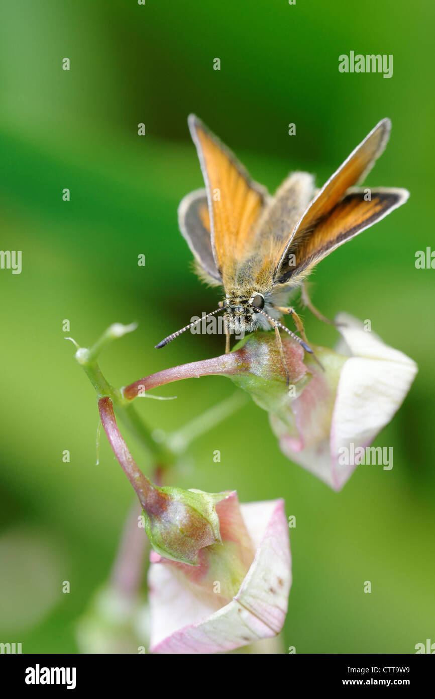 L'Essex Skipper (Thymelicus lineola) è una farfalla della famiglia Hesperiidae. Foto Stock