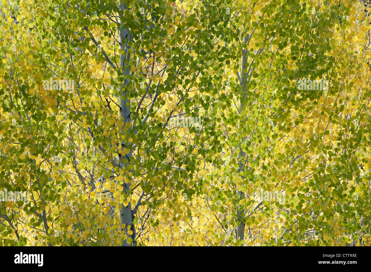Populus tremuloides, Aspen, American aspen, pioppi neri americani, verde. Foto Stock