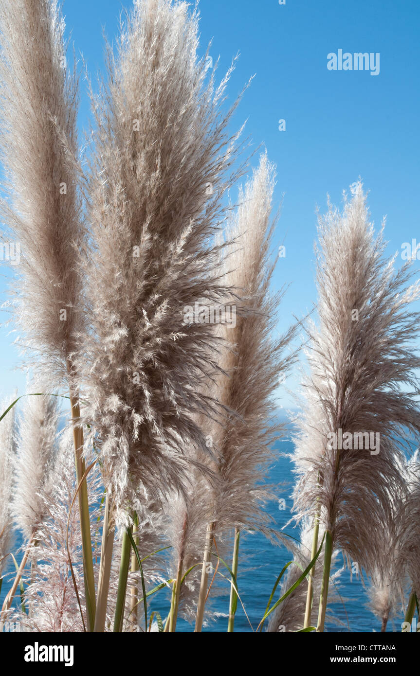 Cortaderia selloana, erba, Pampas erba, grigio. Foto Stock