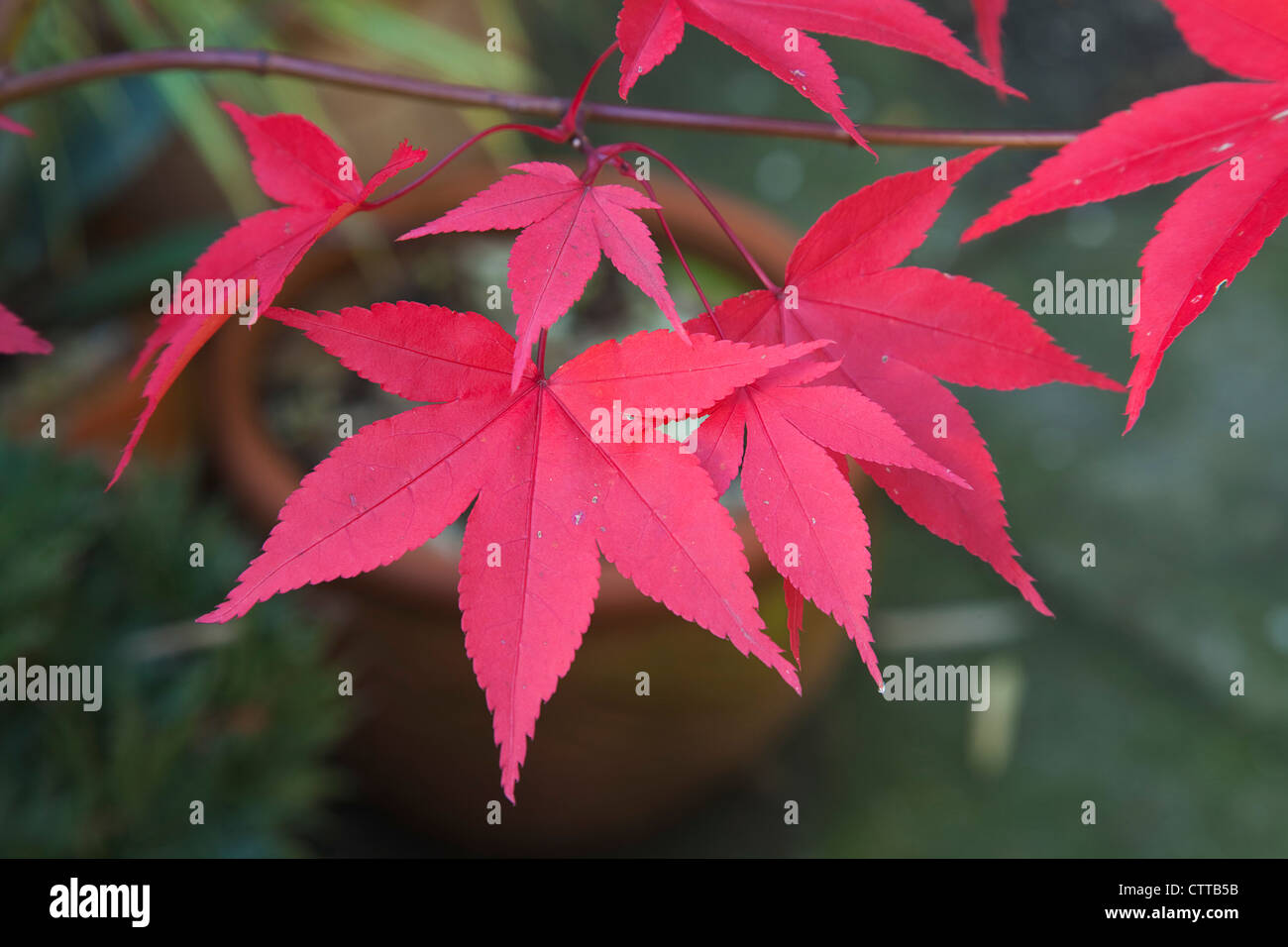 Acer palmatum, Giapponese Acero Rosso. Foto Stock