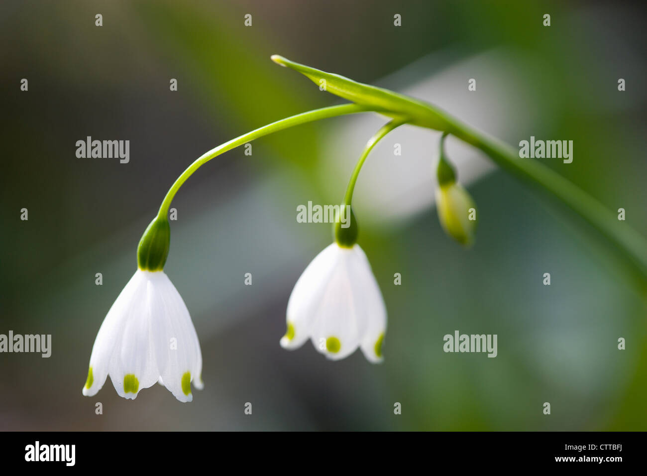 Leucojum vernum, il simbolo del fiocco di neve, il simbolo del fiocco di neve di primavera, bianco. Foto Stock