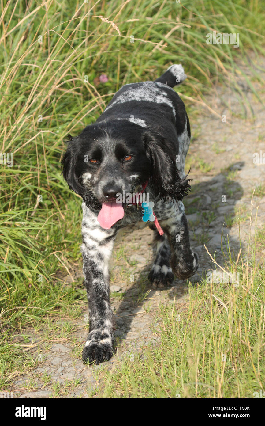 Springer Spaniel. Foto Stock