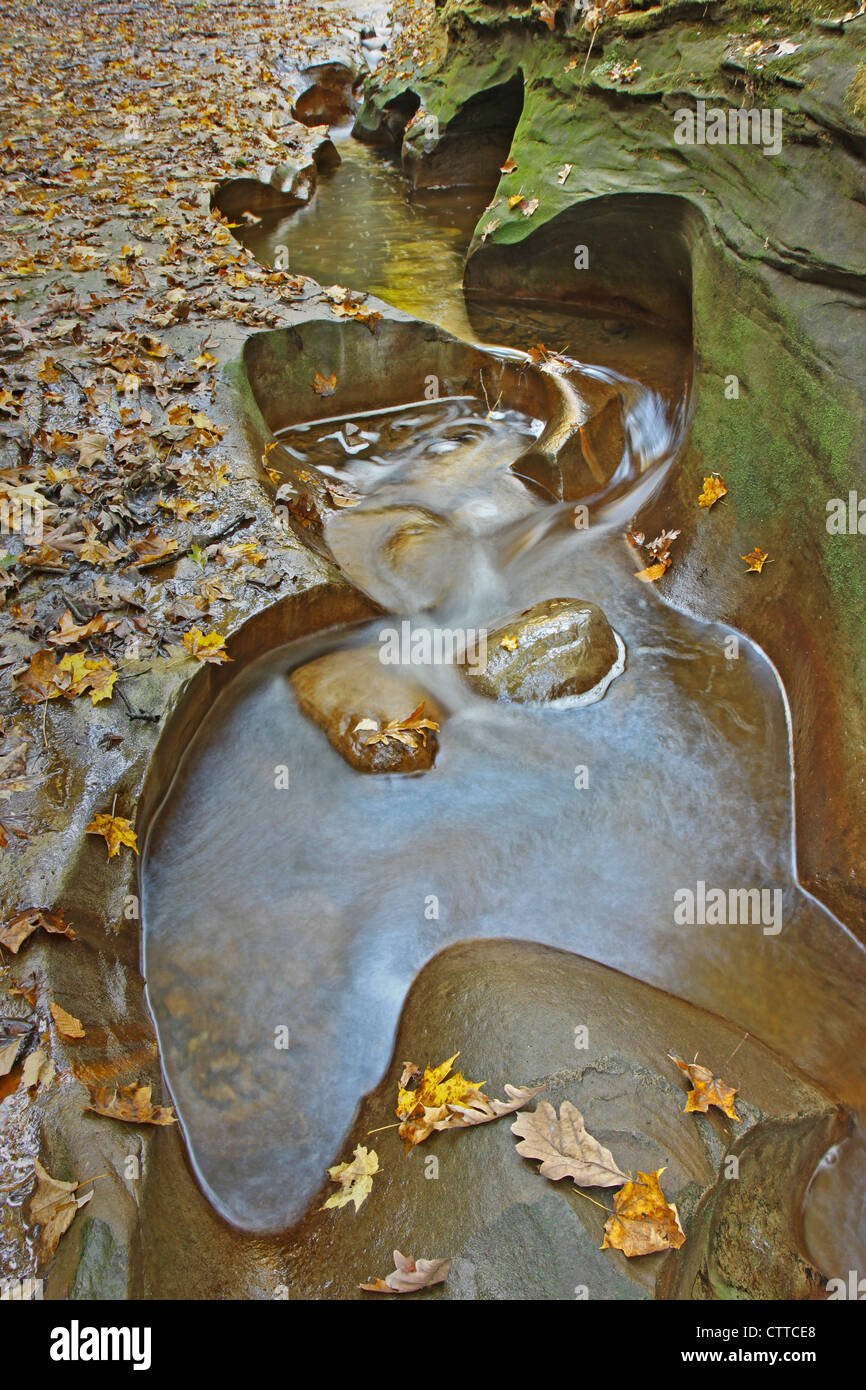 Buche in Fall Creek Gorge, una natura Conservancy proprietà nella Contea di Warren, Indiana in verticale Foto Stock