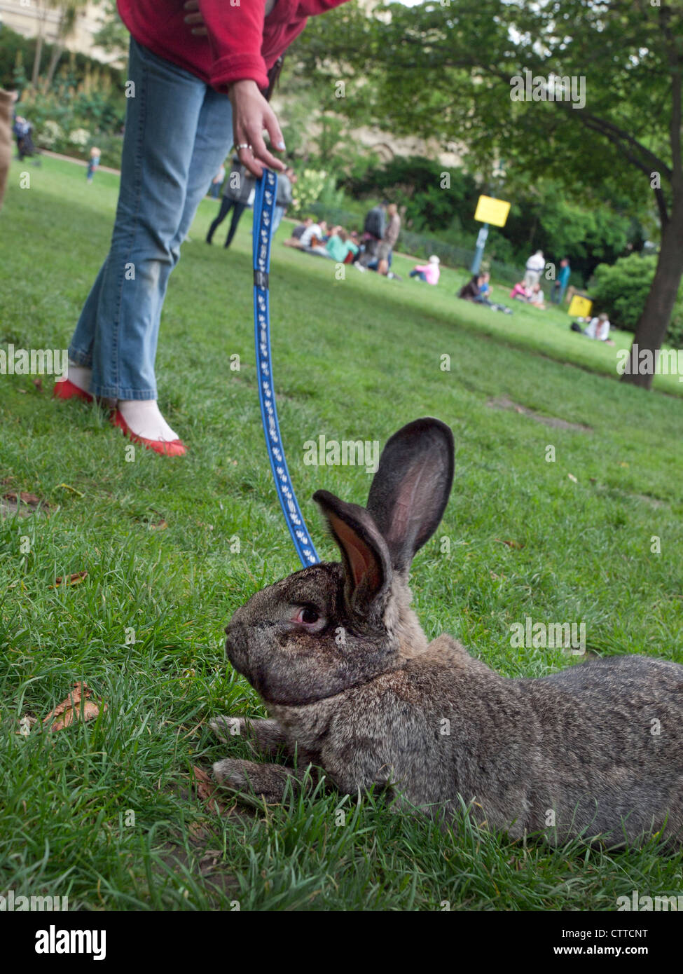 Un grande coniglio di pet viene preso per una passeggiata in Pavilion Gardens,Brighton. Foto Stock
