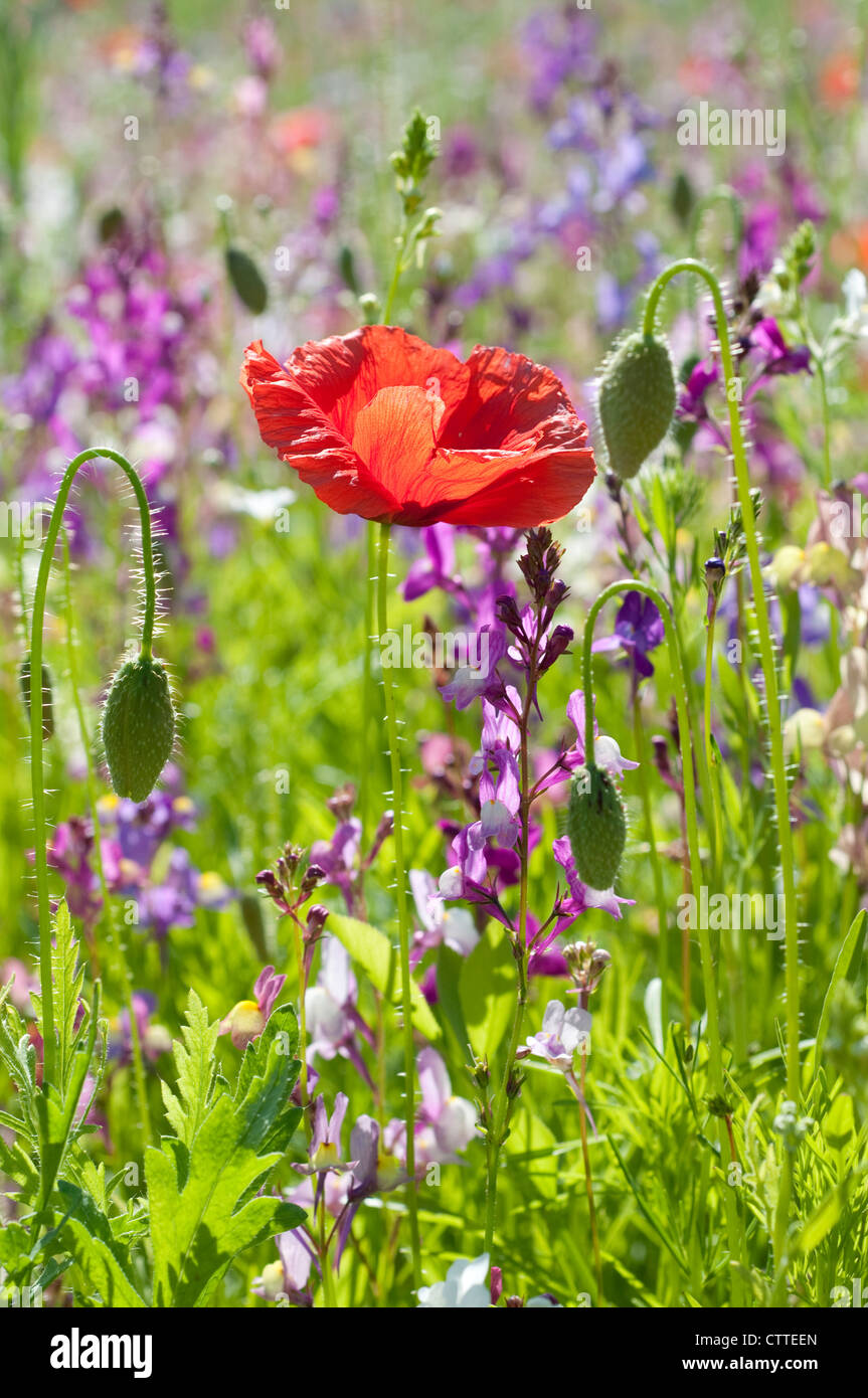 Papavero rosso in un campo di estate fiori selvatici, England, Regno Unito Foto Stock
