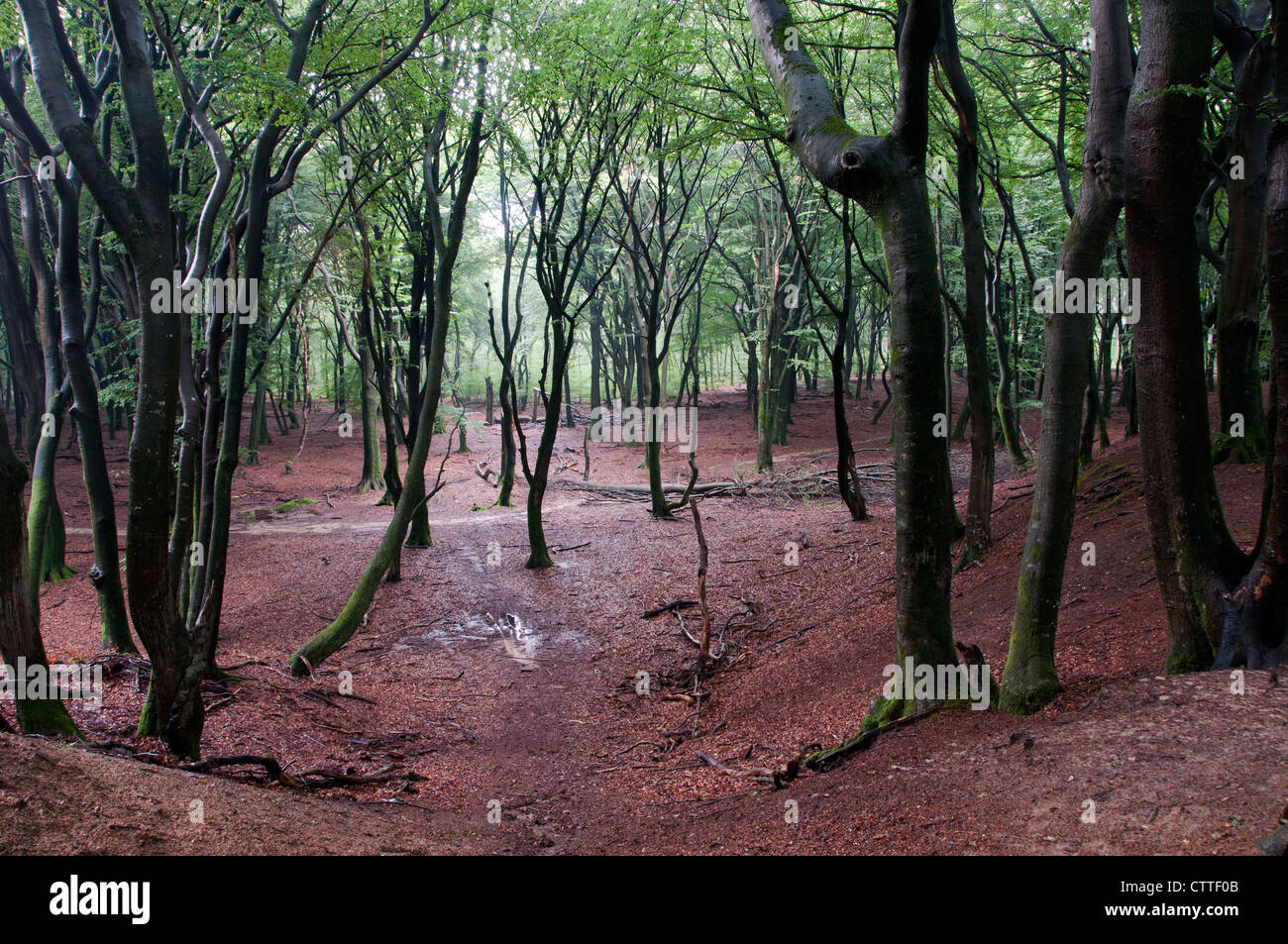 Bosco in Olanda con alberi decidui quercia e faggio in verde e rosso Foto Stock