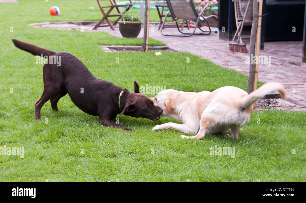 Marrone e bianco labrador giocare guardando come lotta Foto Stock Marrone e bianco labrador giocare guardando come lotta Foto Stock