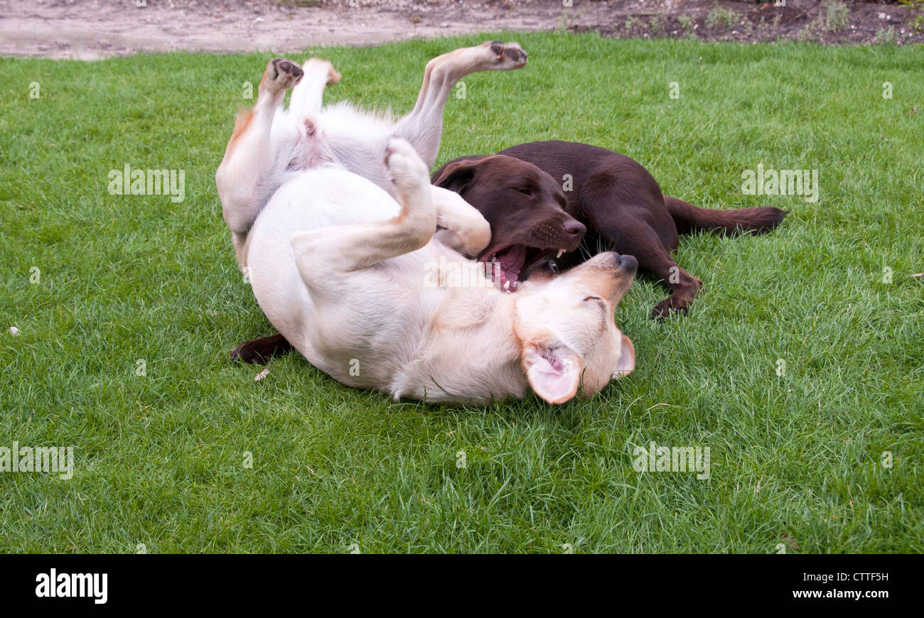 Marrone e bianco labrador giocare guardando come lotta Foto Stock Marrone e bianco labrador giocare guardando come lotta Foto Stock