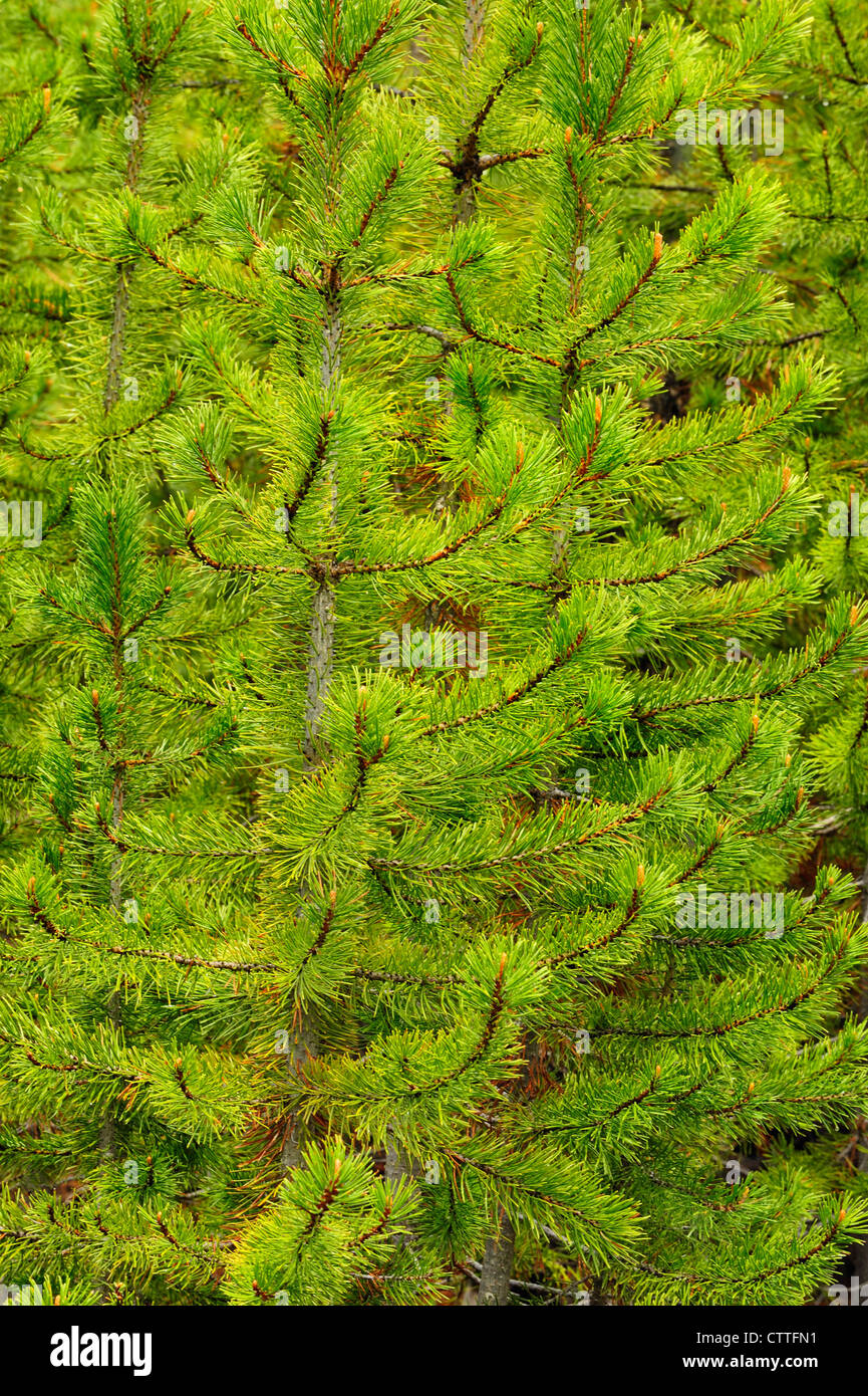 Lodgepole pine (Pinus contorta) piantine nella foresta zona incendio, il Parco Nazionale di Yellowstone Wyoming, STATI UNITI D'AMERICA Foto Stock