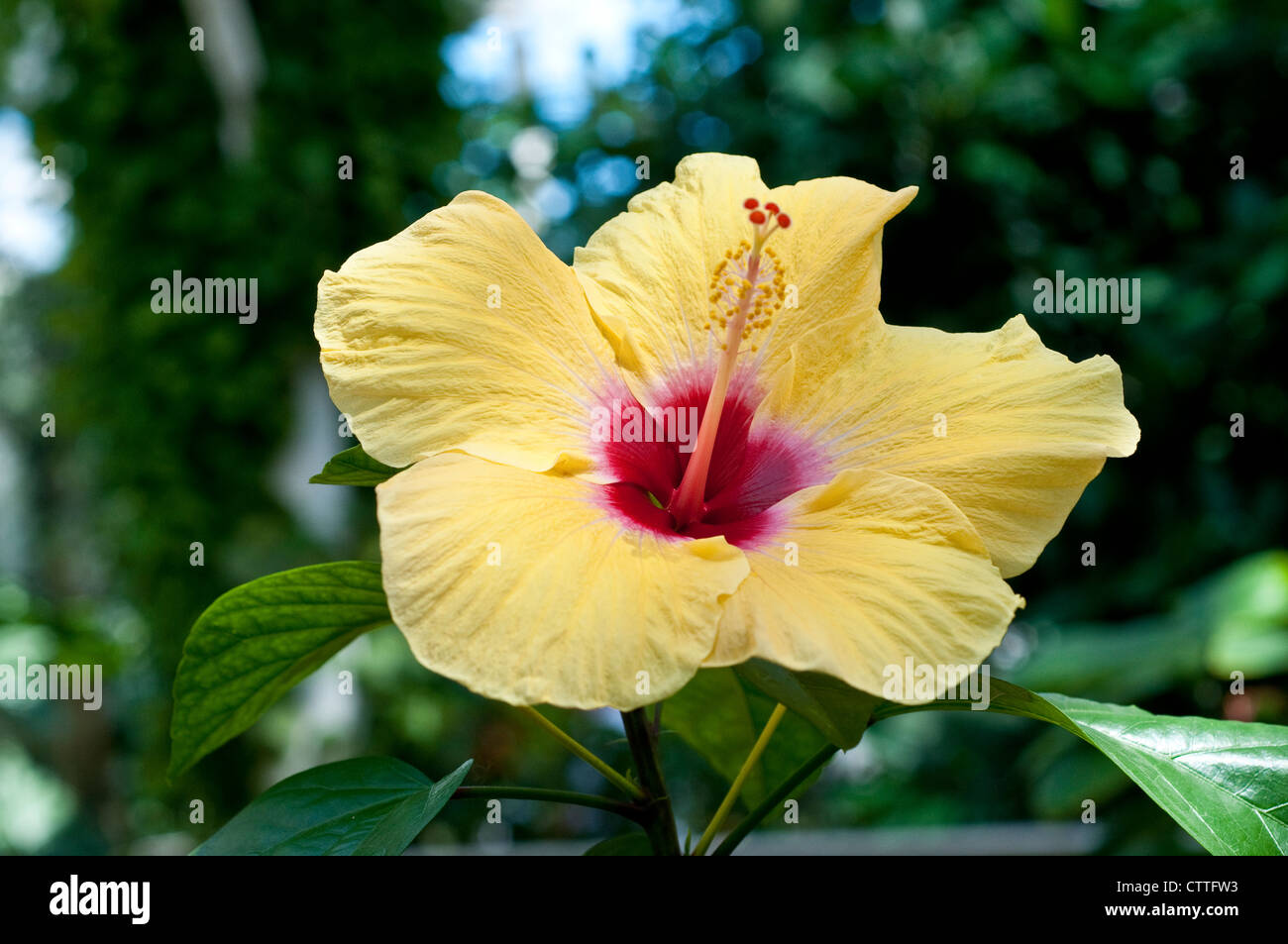 Hibiscus Rosa Sinensis - cinese hibiscus Foto Stock