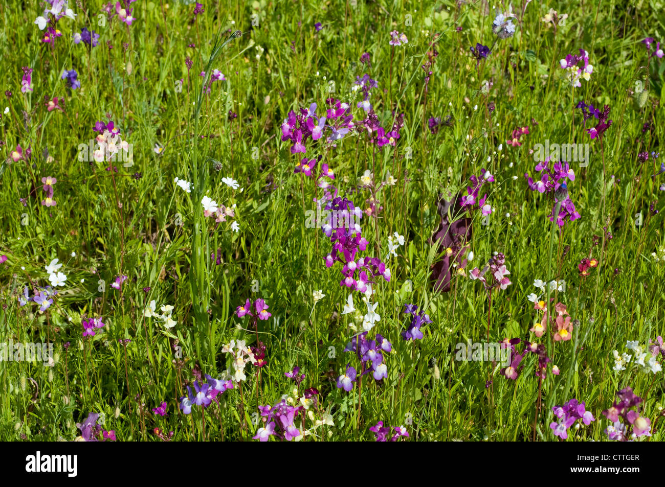 Campo estivo di fiori selvatici, England, Regno Unito Foto Stock