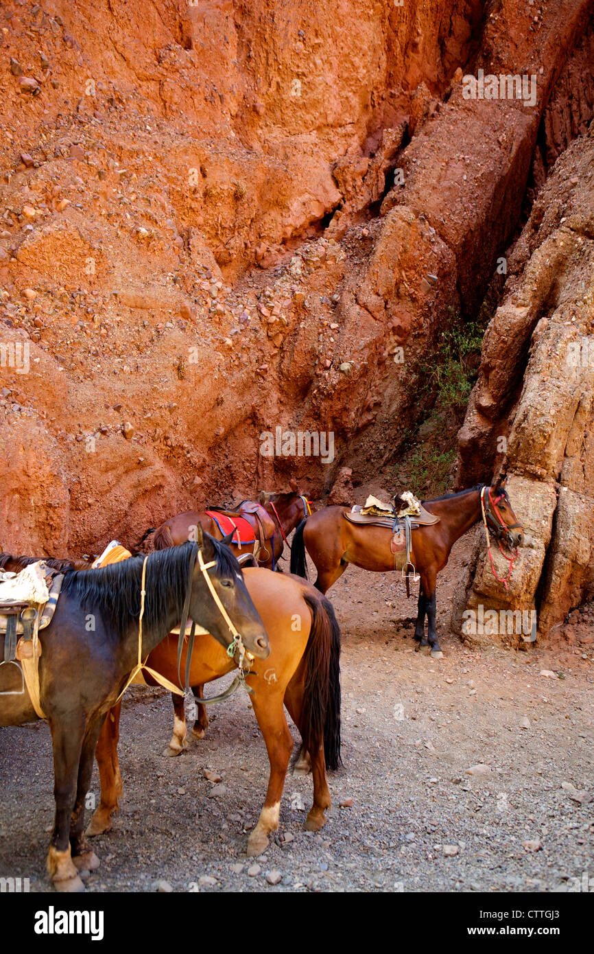 Equitazione, Canon del Inca, Tupiza Chichas gamma, Bolivia, Sud America Foto Stock