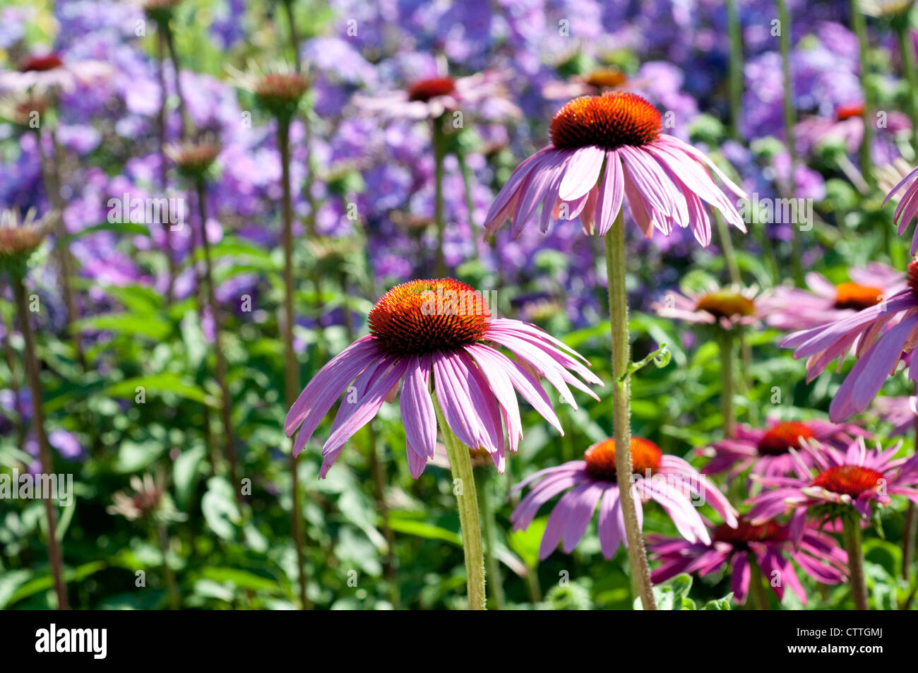 Echinacea purpurea 'Rubinstern' Foto Stock