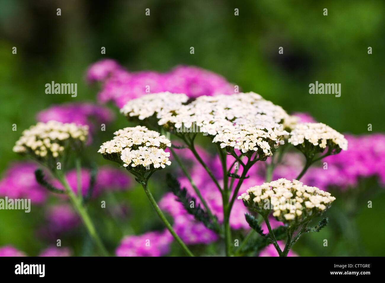 Achillea millefolium. Yarrow crescono nel giardino. Foto Stock