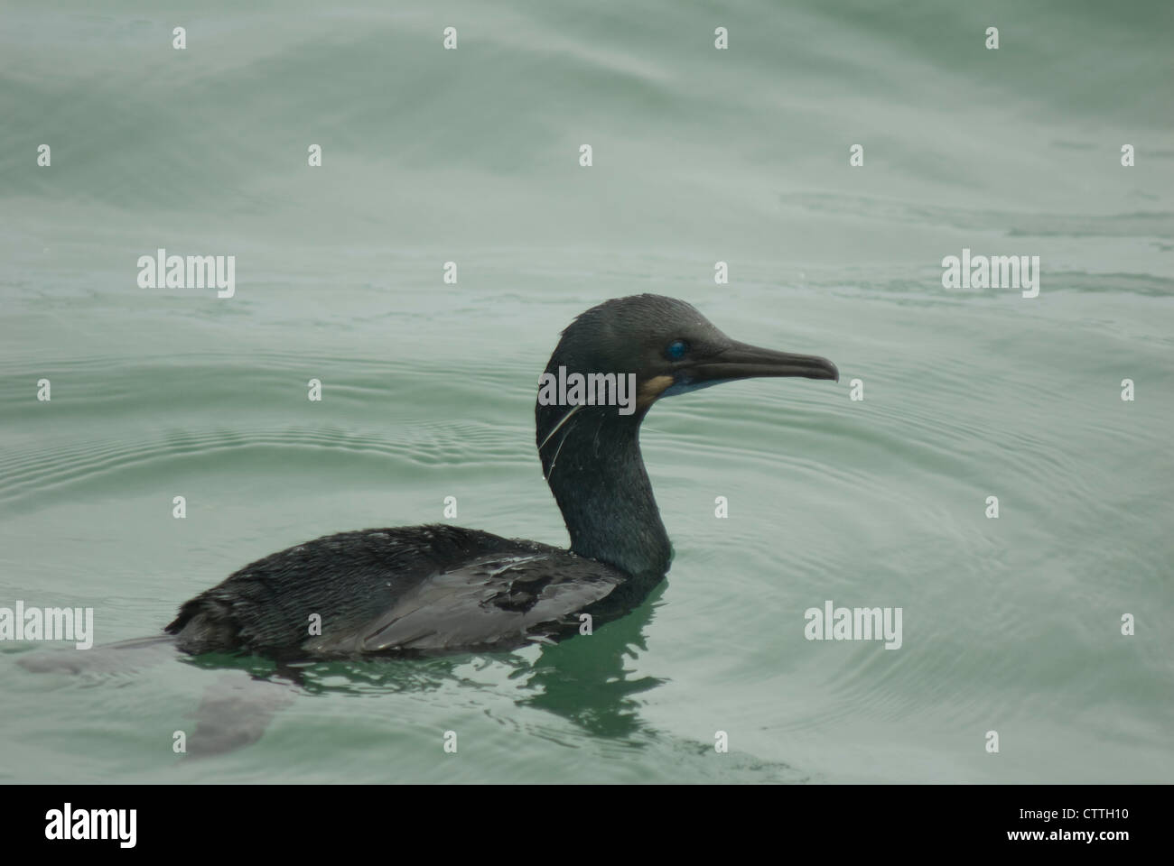 Brandt il cormorano (Phalacrocorax penicillatus) nella baia di Monterey Foto Stock