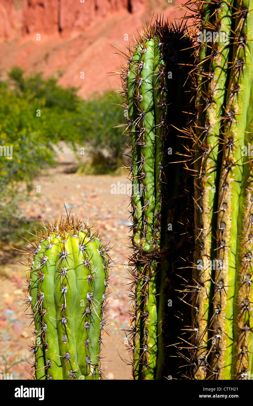 Cacti in Canon del Inca, Tupiza Chichas gamma, Ande Bolivia sudoccidentale, Sud America Foto Stock