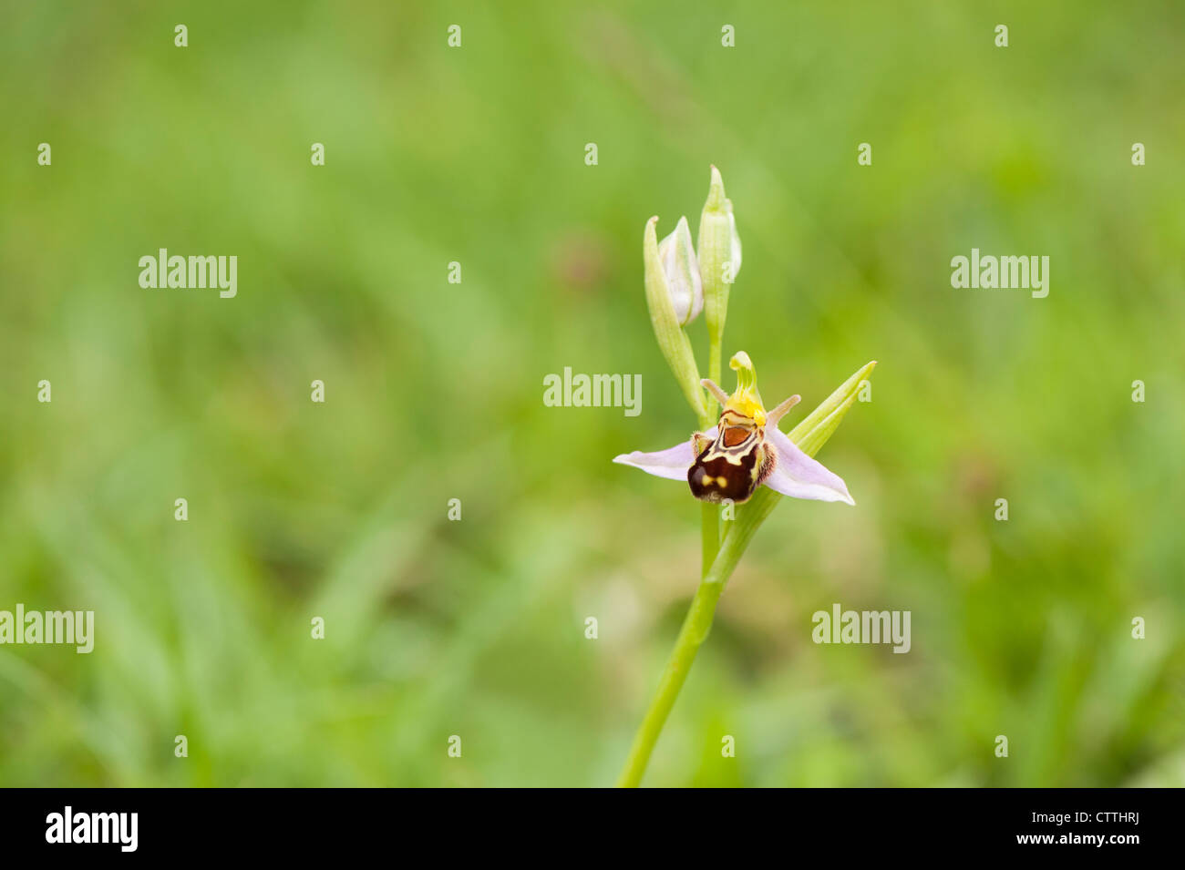 Bee Orchid, Ophrys apifera Foto Stock