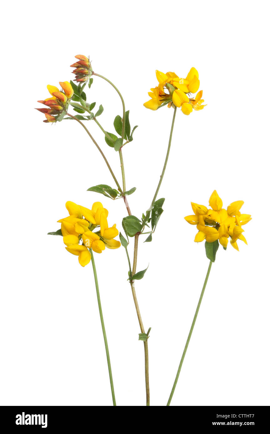 Comune di Trifoglio del piede dell'Uccello, Lotus corniculatus ( Fabaceae ) fiori e fogliame isolata contro bianco Foto Stock