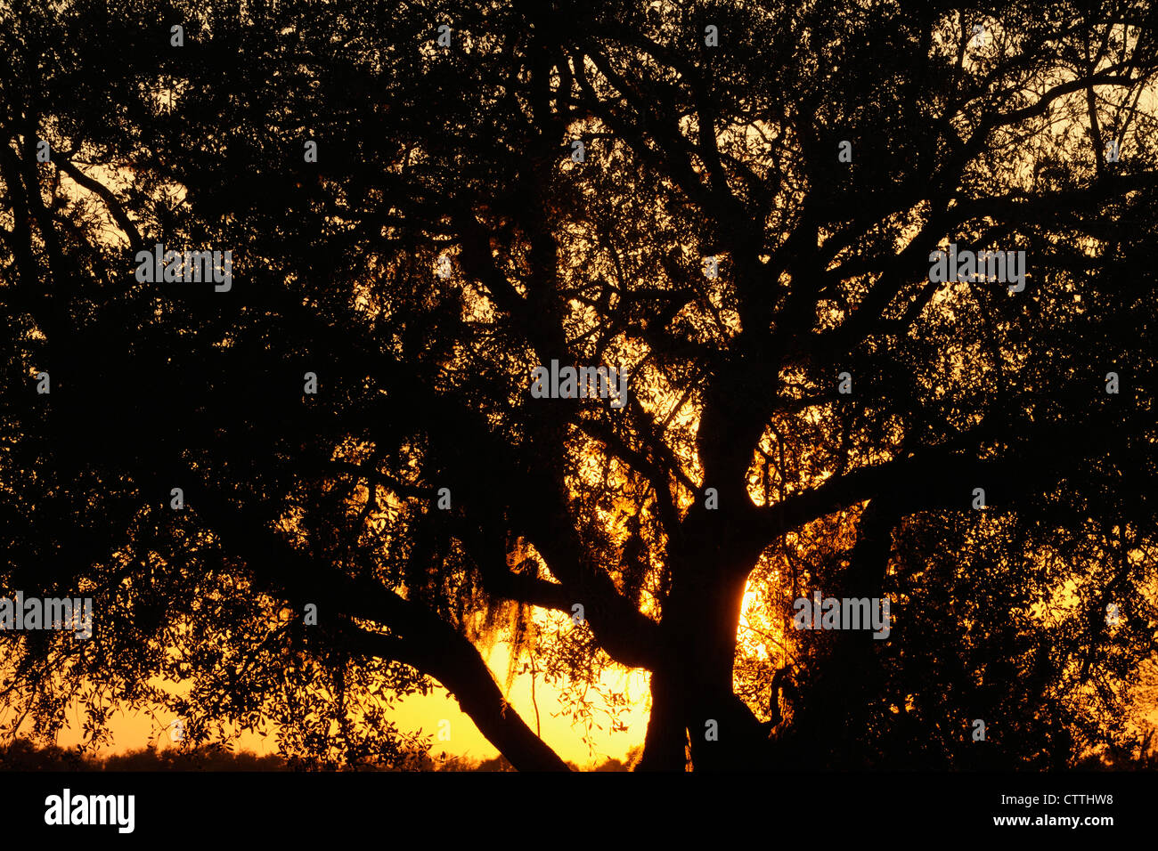 Oak amaca- Live Oak (Quercus virginiana) alberi in primavera, Kissimmee Prairie preservare parco statale, Florida, Stati Uniti d'America Foto Stock