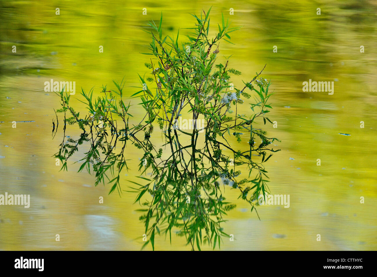 Willow (Salix spp.) foglie in stagno, Audubon Rookery, Venezia, Florida, Stati Uniti d'America Foto Stock