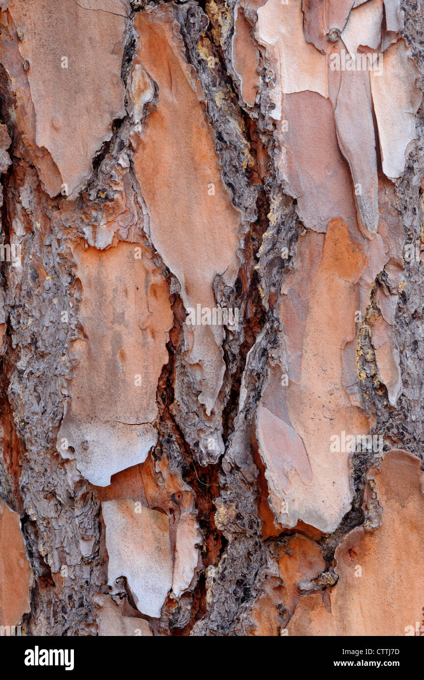 Foglie lunghe pine (Pinus palustris) Abbaio dettaglio, Oscar Scherer del parco statale, Florida, Stati Uniti d'America Foto Stock