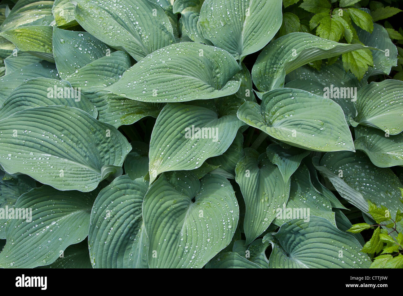 Le foglie di una Blu Hosta impianto (Pyrenees-Atlantiques) closeup con gocce di pioggia Foto Stock